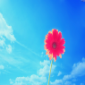 太阳花