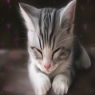 萌猫咪