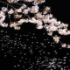 樱の恋