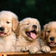 Tracy主席的乱七八糟